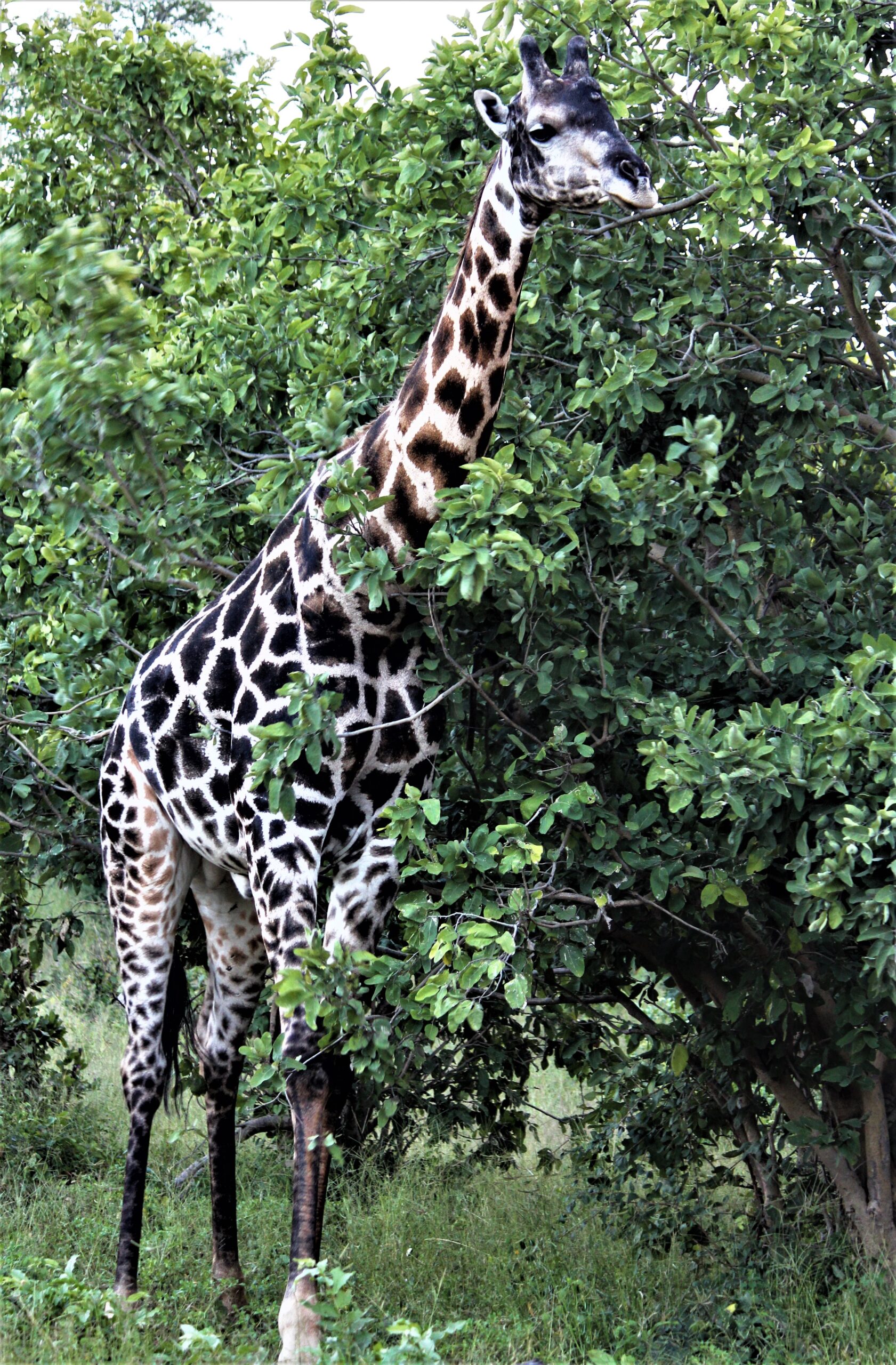 Giraffe Chobe Botswana