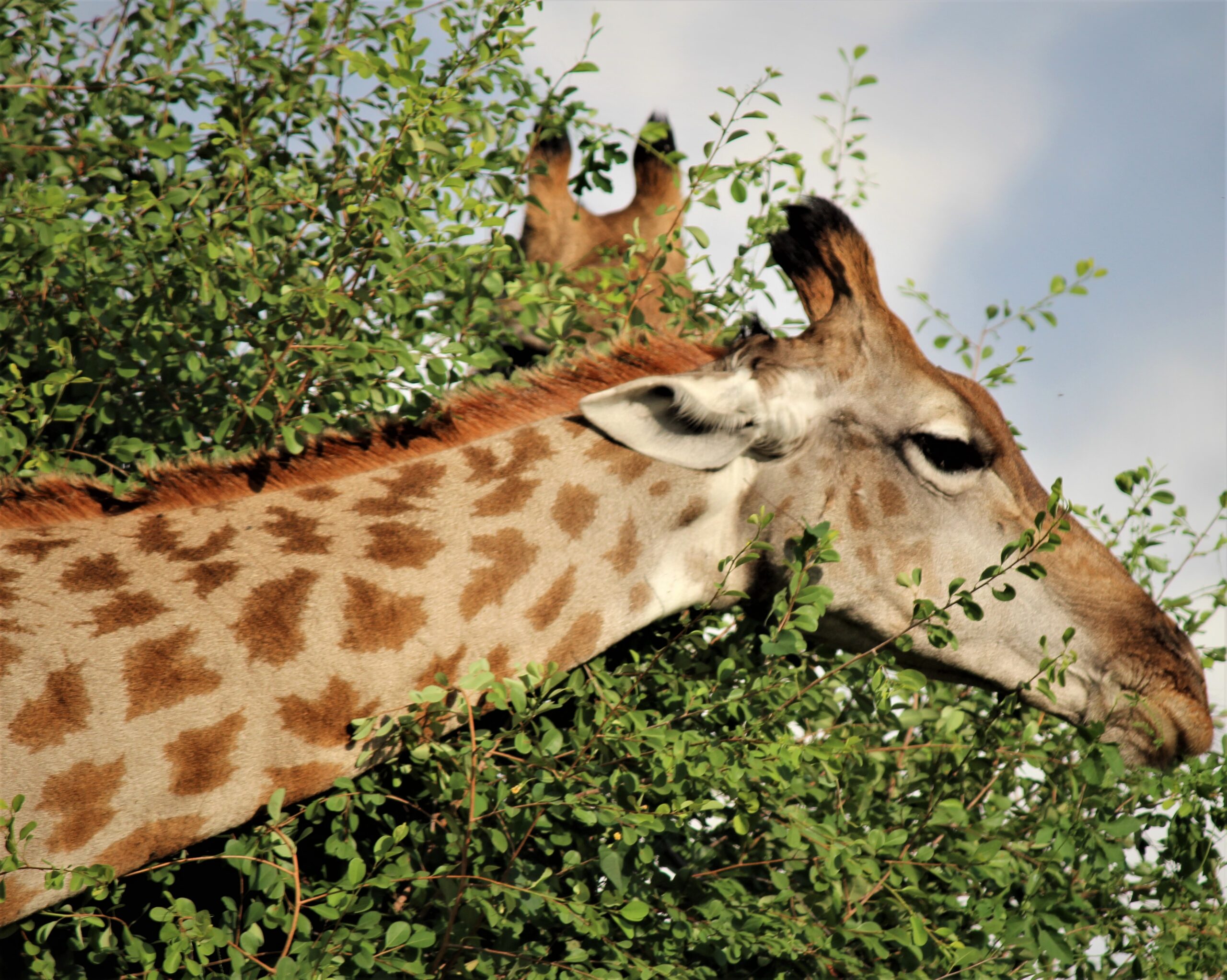 Giraffe Chobe Botswana