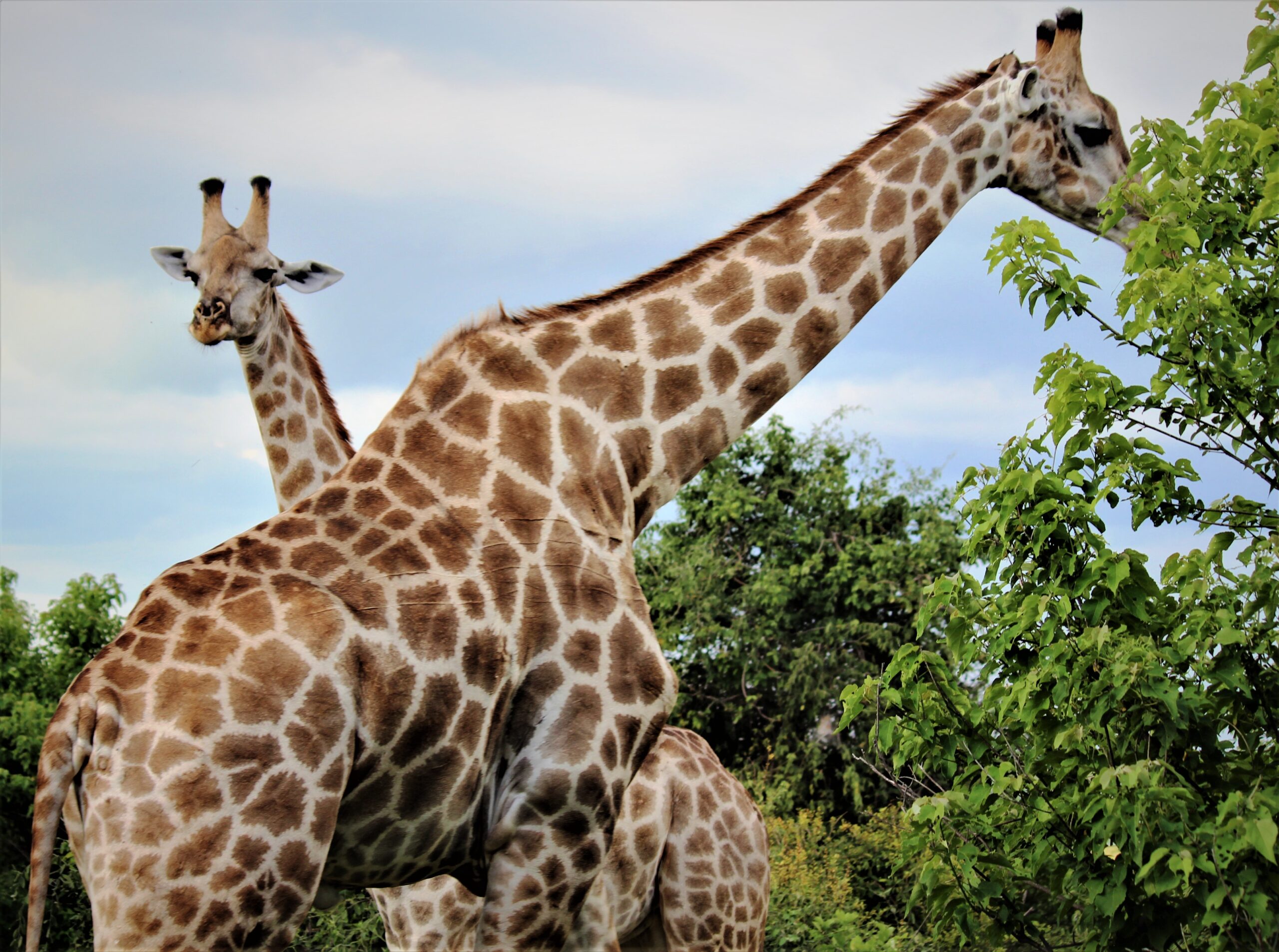 Giraffe Chobe Reserve Botswana