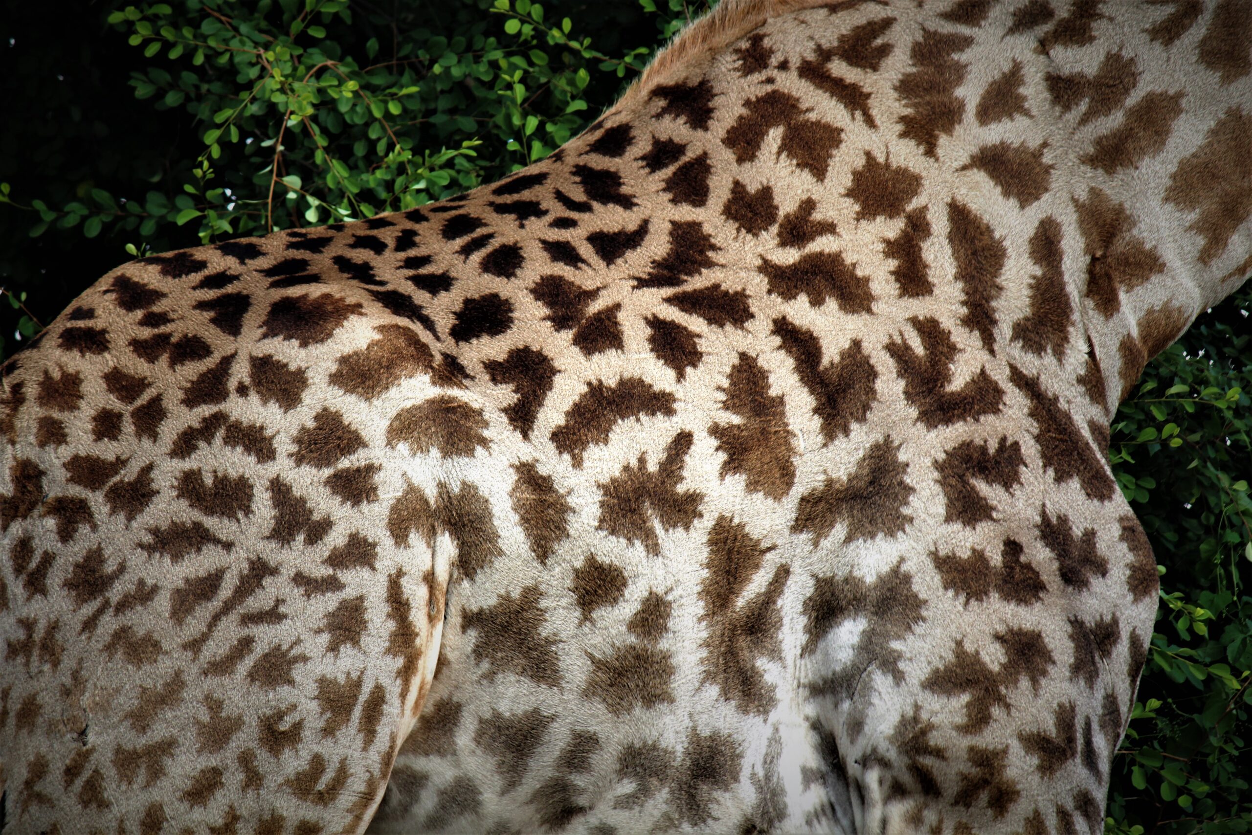 Giraffe patterns Chobe Botswana